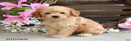 Cavapoo dogs for sale: Mason - Ad 4