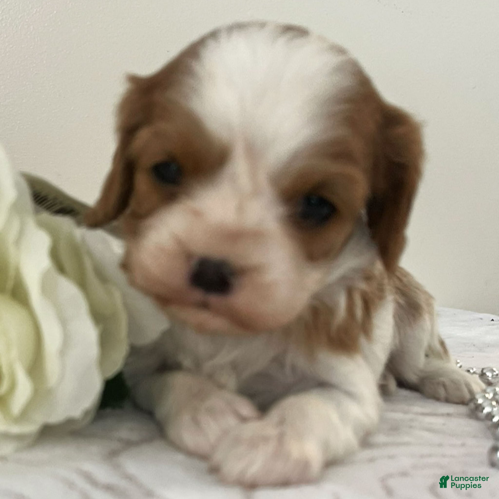 Cavalier King Charles Spaniel dogs Morgan - Ad 29