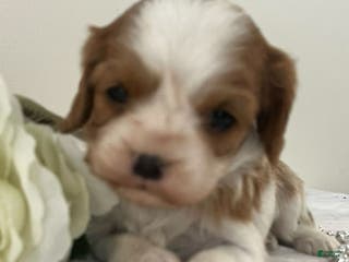 Cavalier King Charles Spaniel dogs Morgan - Ad 29