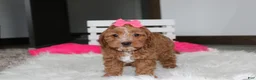 Cockapoo dogs for sale: Felicity  - Ad 17
