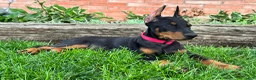 Doberman Pinscher dogs for sale: Achilles  - Ad 3