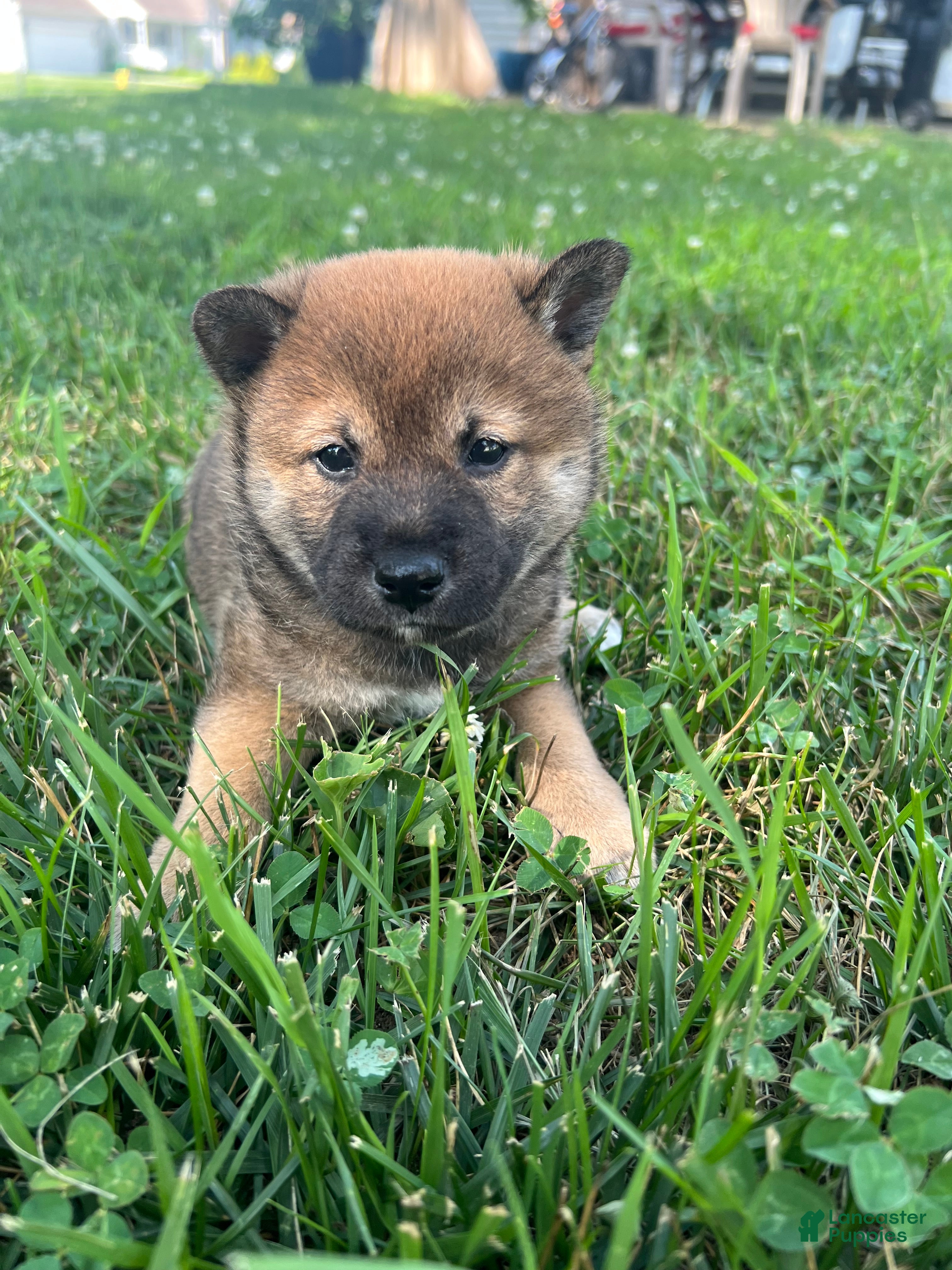 Shiba Inu dogs Coco - Ad 25