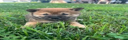 Shiba Inu dogs for sale: Coco - Ad 1