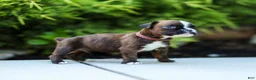 Boxer dogs for sale: Lester Boxer Puppy  - Ad 16