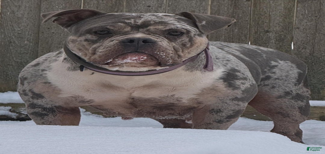 Gallery Image {{count}}