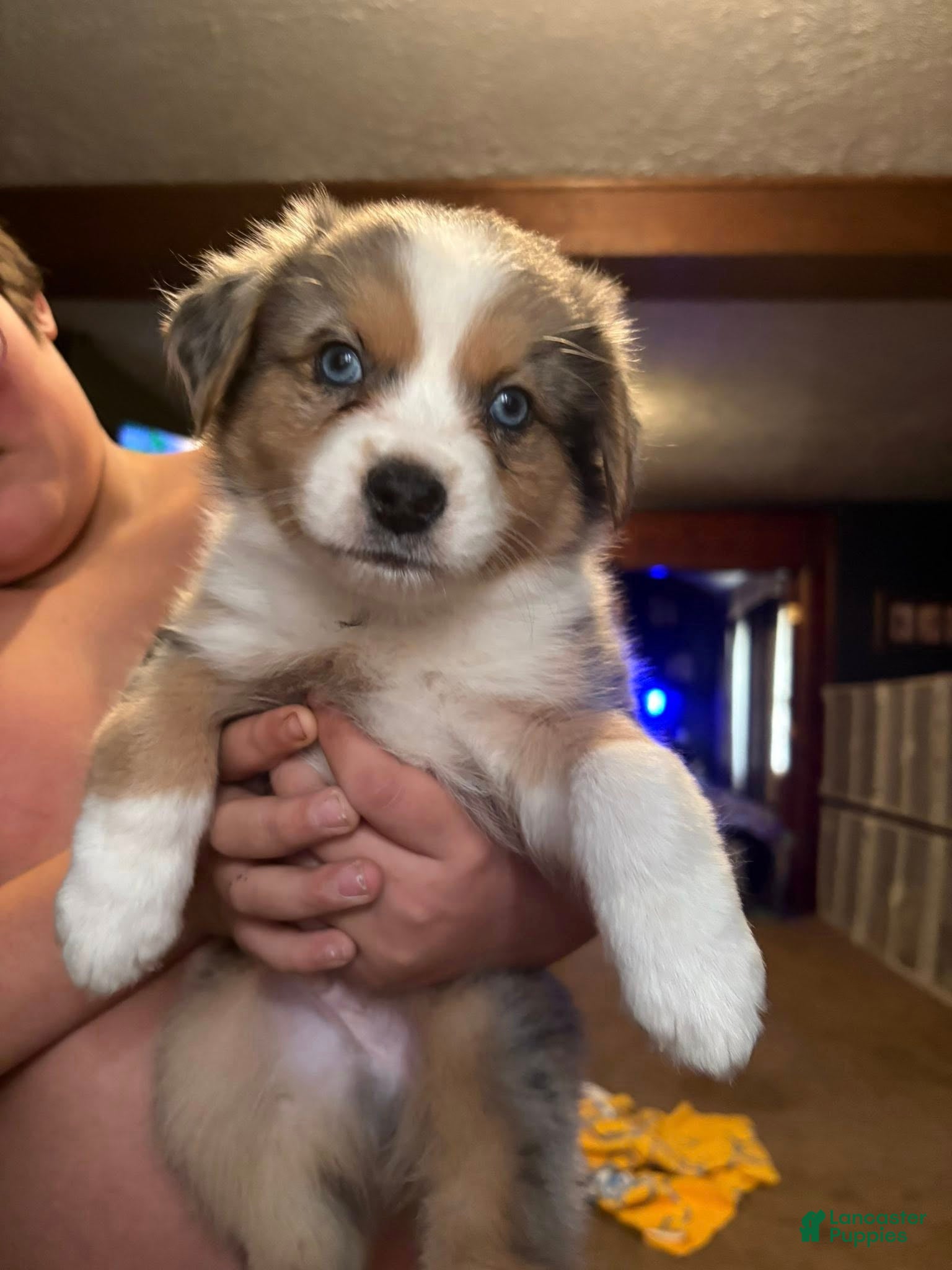 Australian Shepherd dogs Max. - Ad 27