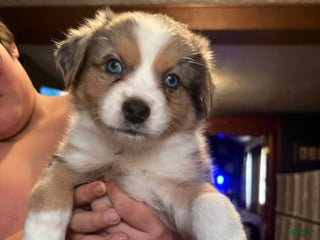 Australian Shepherd dogs Max. - Ad 11