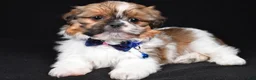 Shih Tzu dogs for sale: Leo - Ad 1