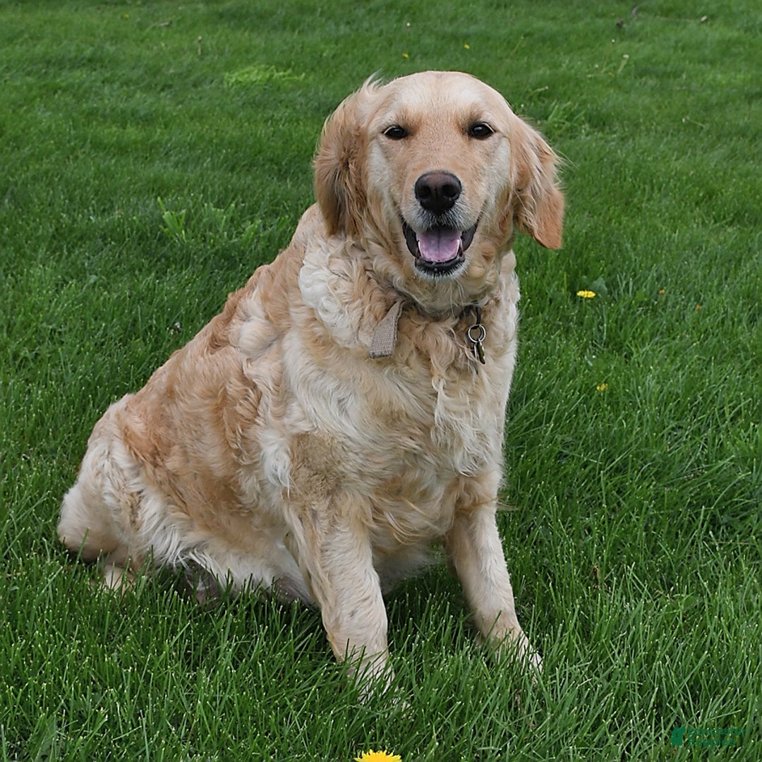 Golden Retriever dogs for sale: Tucker - Ad 4