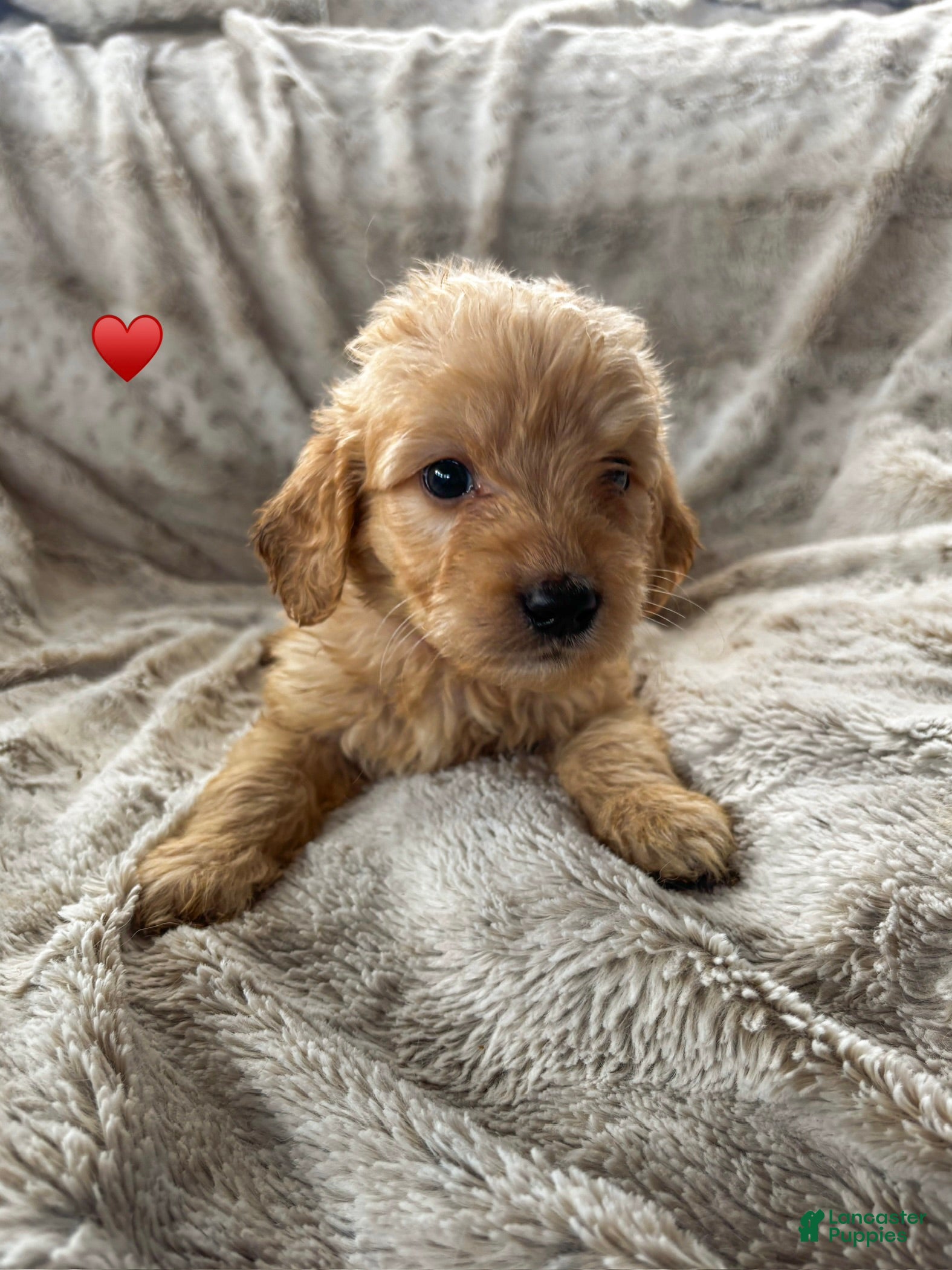Goldendoodle dogs Thorne - Ad 26