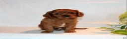 Cavalier King Charles Spaniel dogs for sale: Ronny - Ad 9