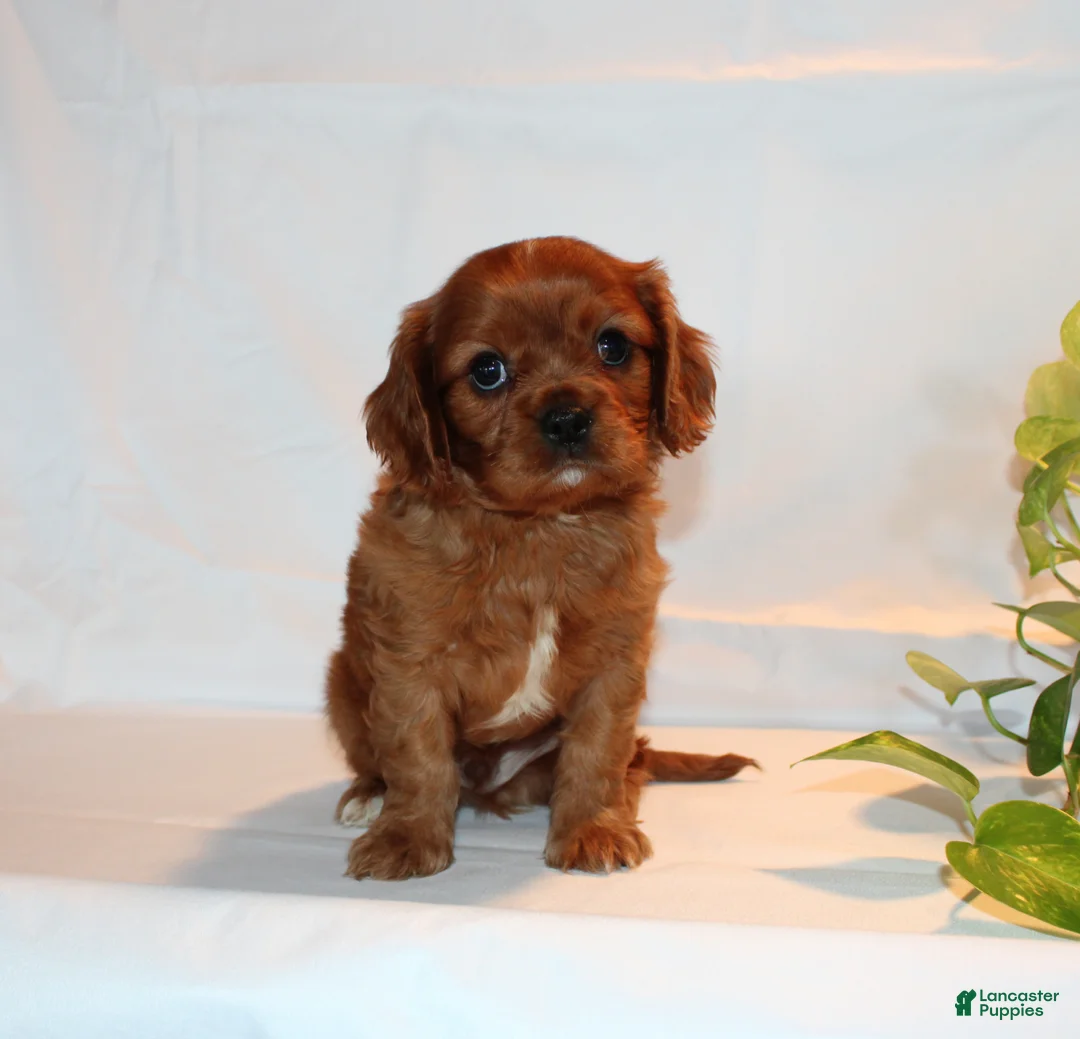 Cavalier King Charles Spaniel dogs for sale: Ronny - Ad 9