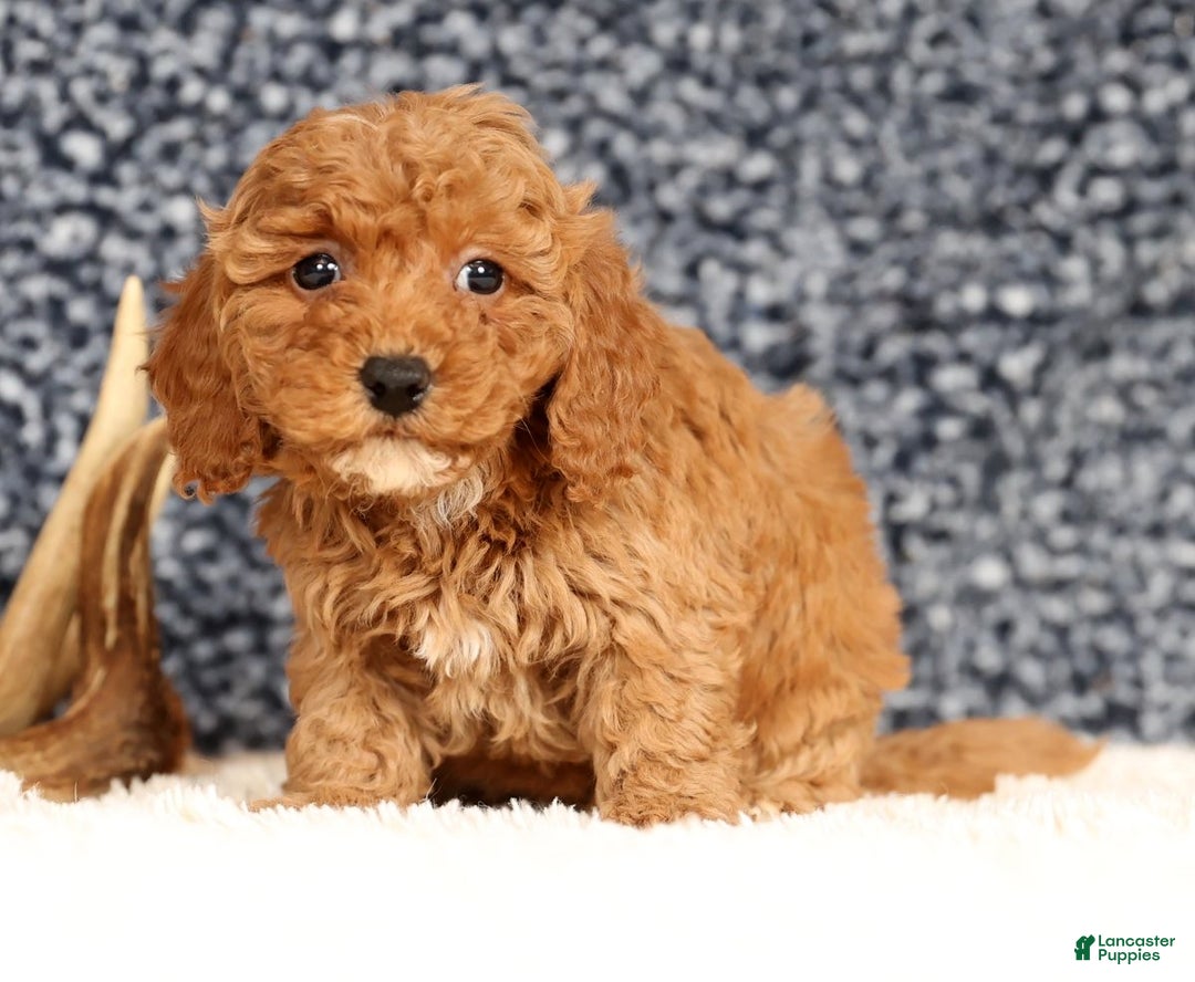 Bichpoo dogs for sale: Fiona - Ad 8