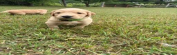 Golden Retriever dogs for sale: Light Green  - Ad 1