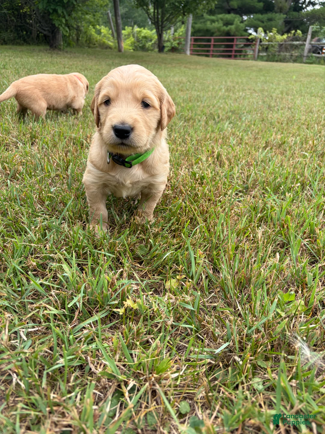 Golden Retriever dogs for sale: Light Green  - Ad 1
