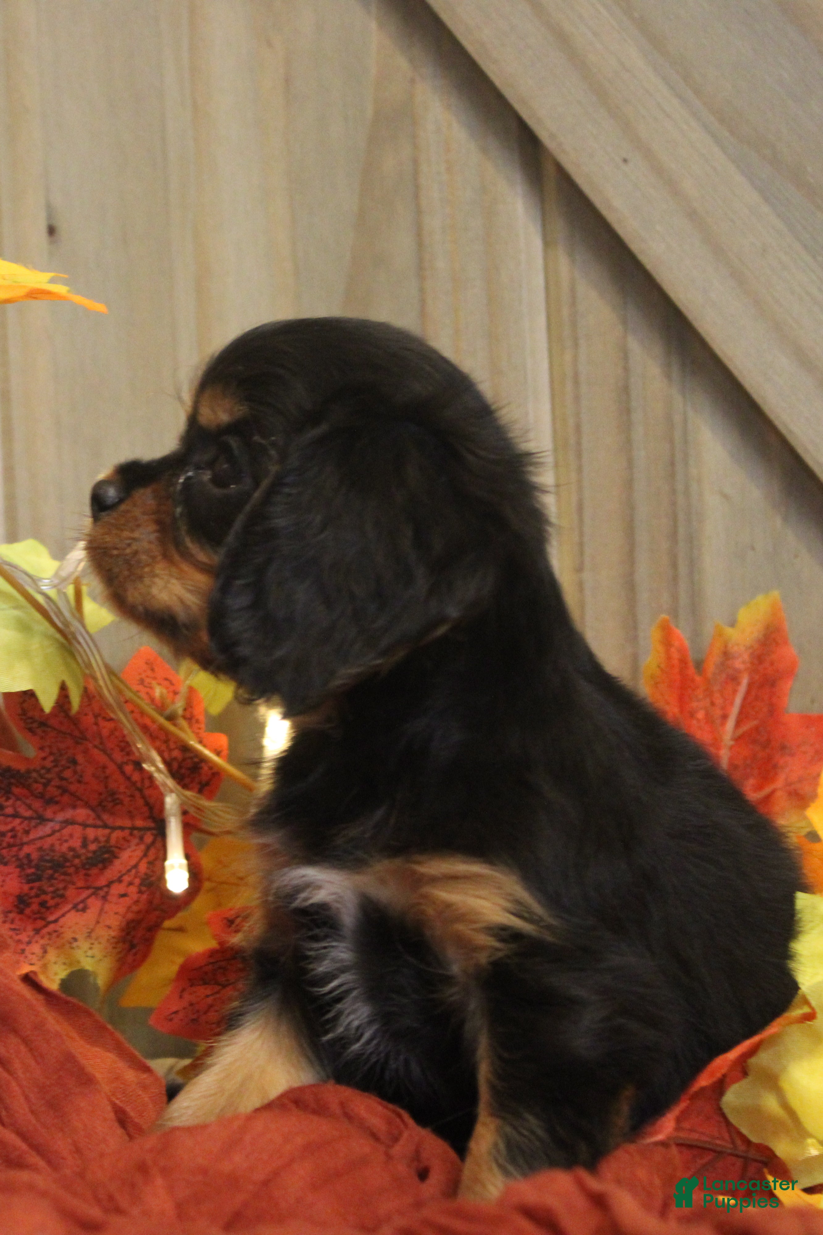 Cavalier King Charles Spaniel dogs for sale: Avery - Ad 2