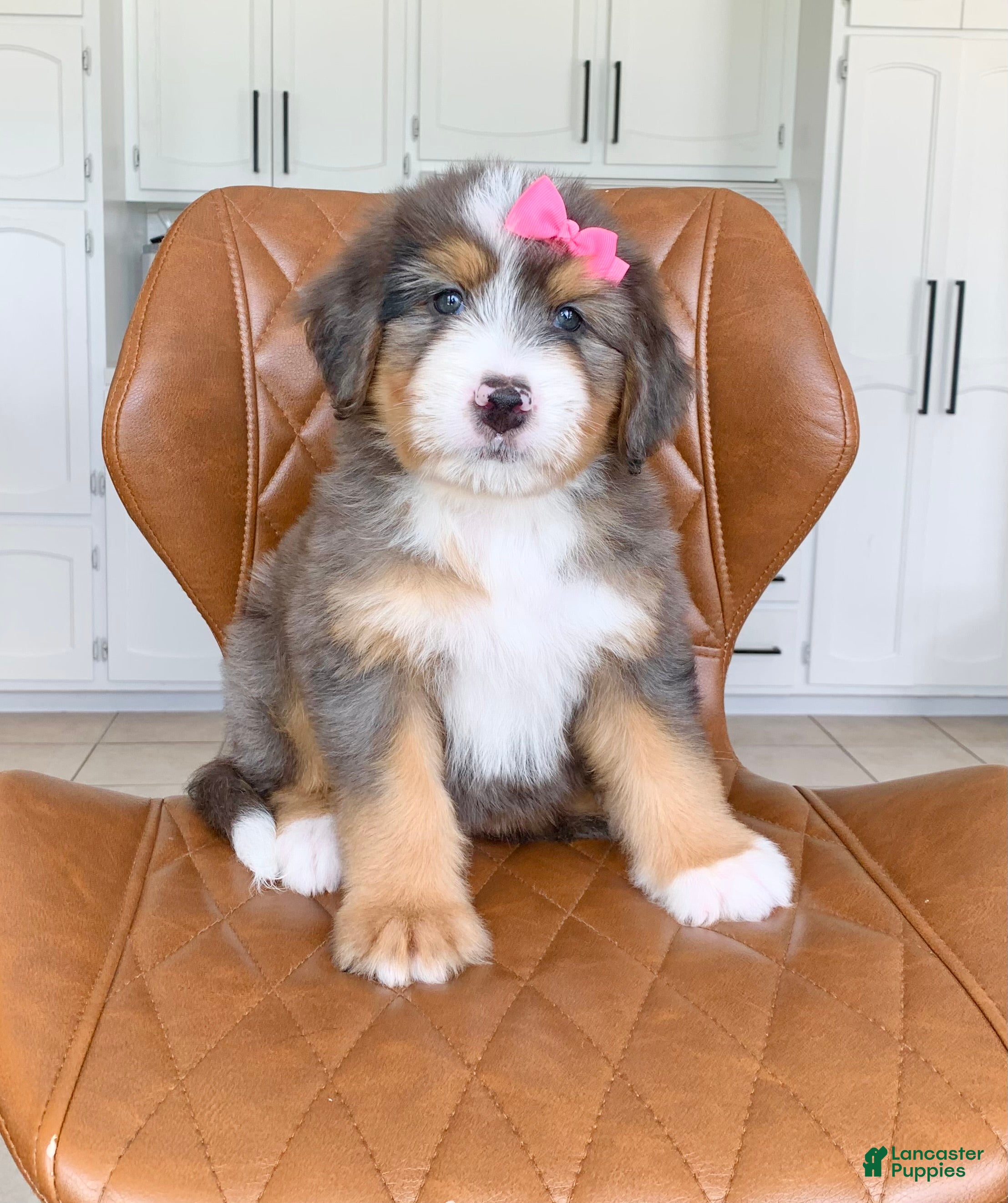 Bernedoodle dogs Nala - Ad 2