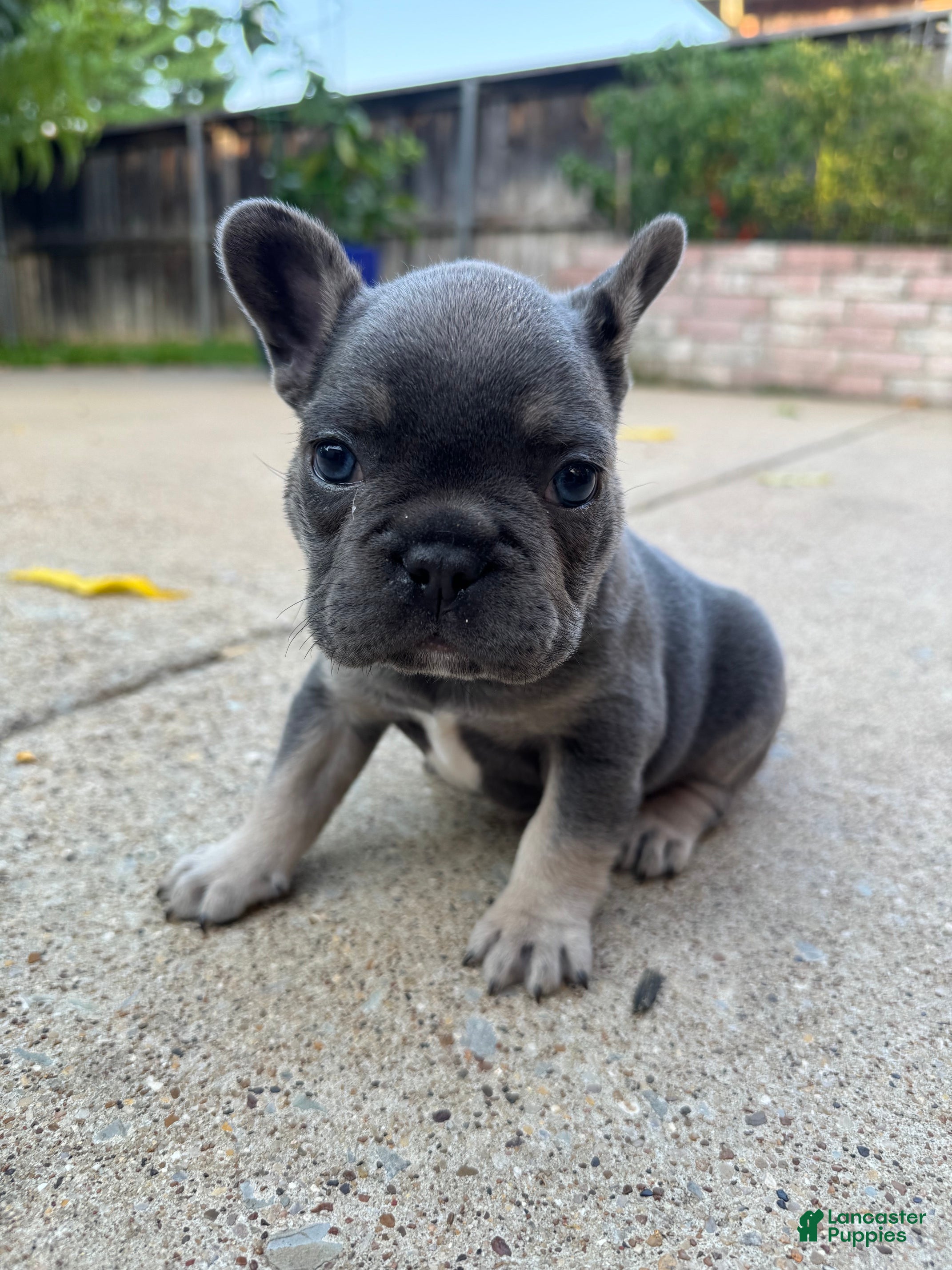 French Bulldog dogs French Bulldog 1 - Ad 1