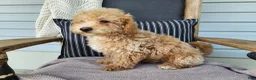 Mini Bernedoodle dogs for sale: Liam - Ad 11