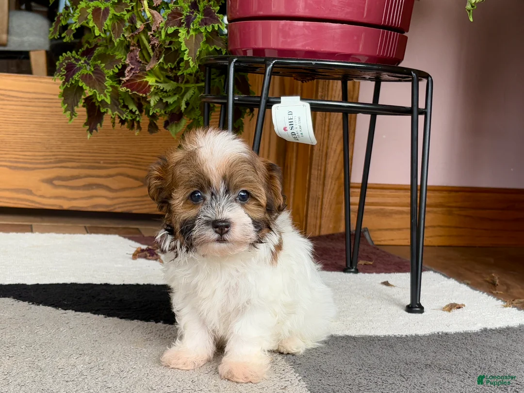 Havanese dogs for sale: Female 2 - Ad 1