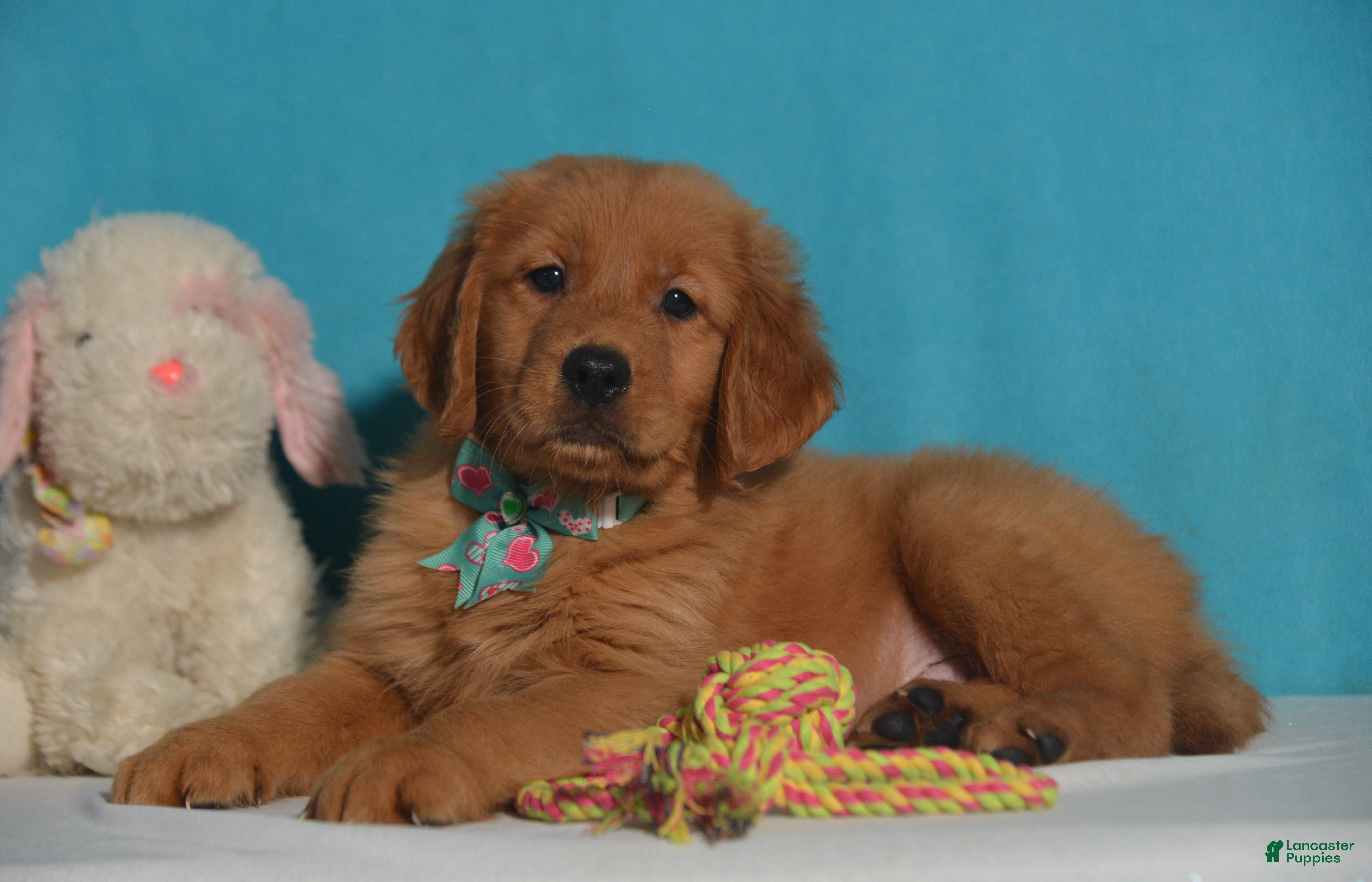 Golden Retriever dogs for sale: Brandon - Ad 1