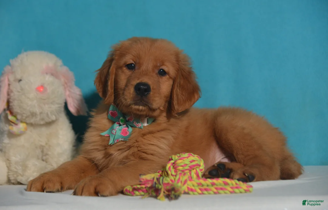 Golden Retriever dogs for sale: Brandon - Ad 1