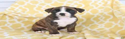 Boxer dogs for sale: Ava   - Ad 3