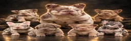 French Bulldog dogs for stud: GUCCI ( Isabella Merle fluffy big rope with c2  - Ad 1