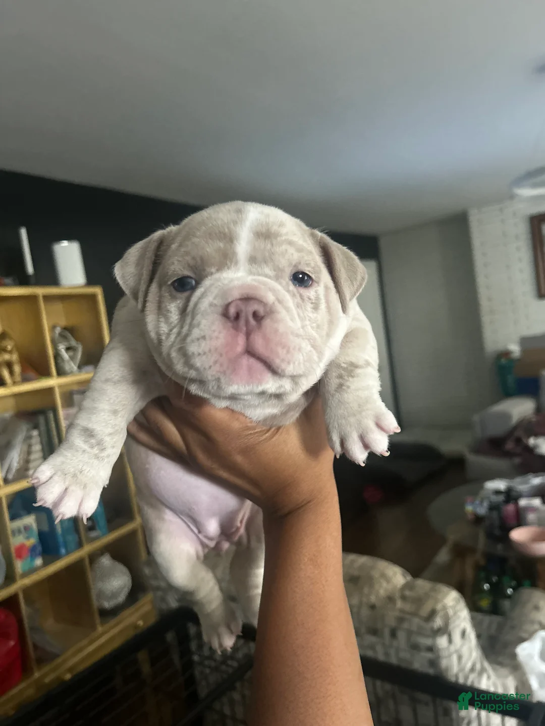American Bully dogs for sale: American Bully Puppy 3 - Ad 1