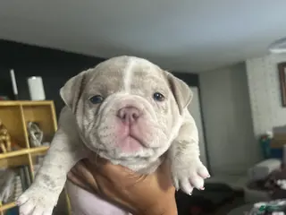 American Bully dogs American Bully Puppy 3 - Ad 14