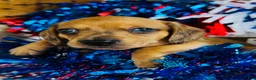 Miniature Dachshund dogs for sale: Jack Daniels - Ad 6