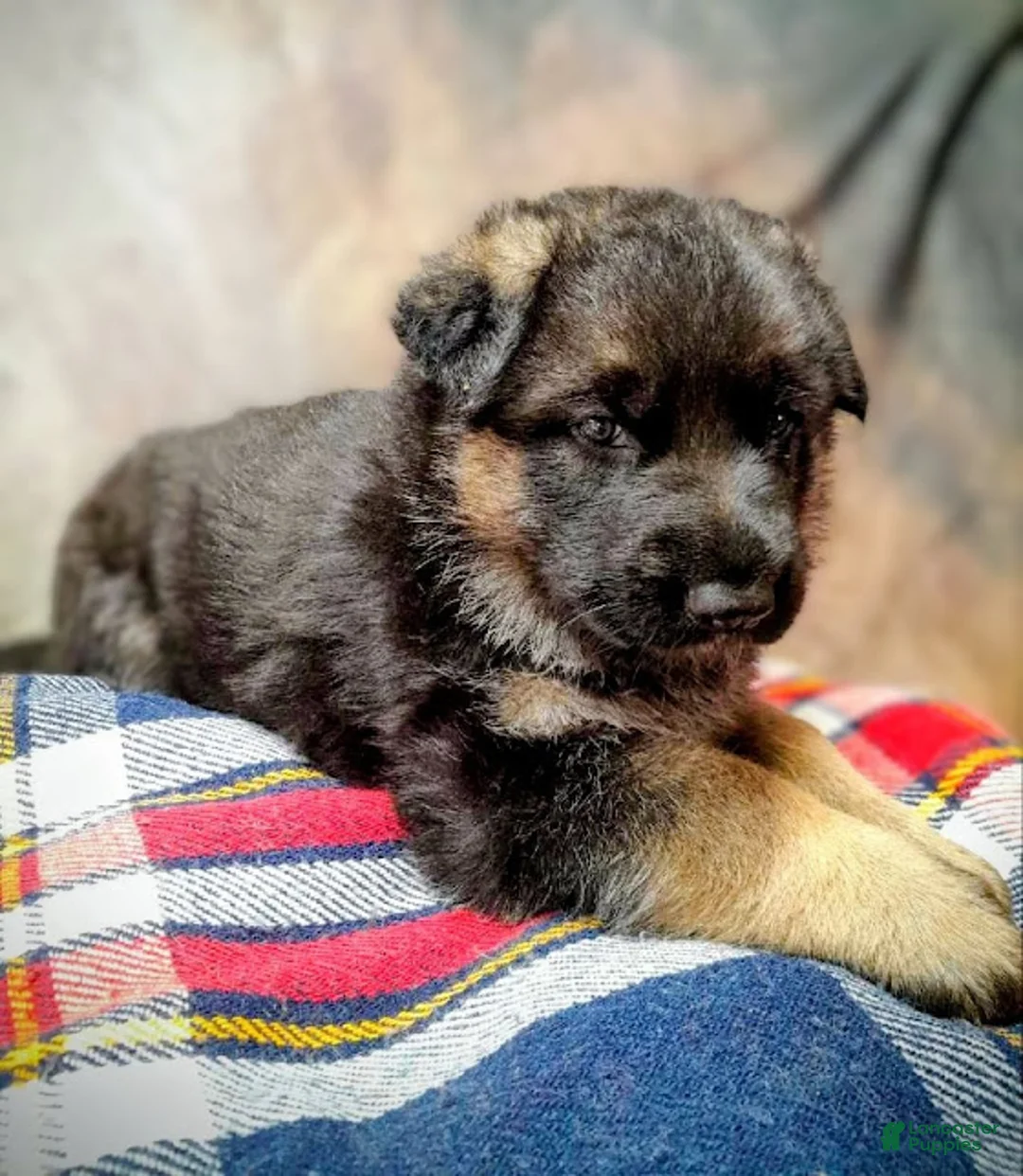 German Shepherd dogs for sale: Ranger - Ad 1