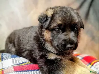 German Shepherd dogs Ranger - Ad 41