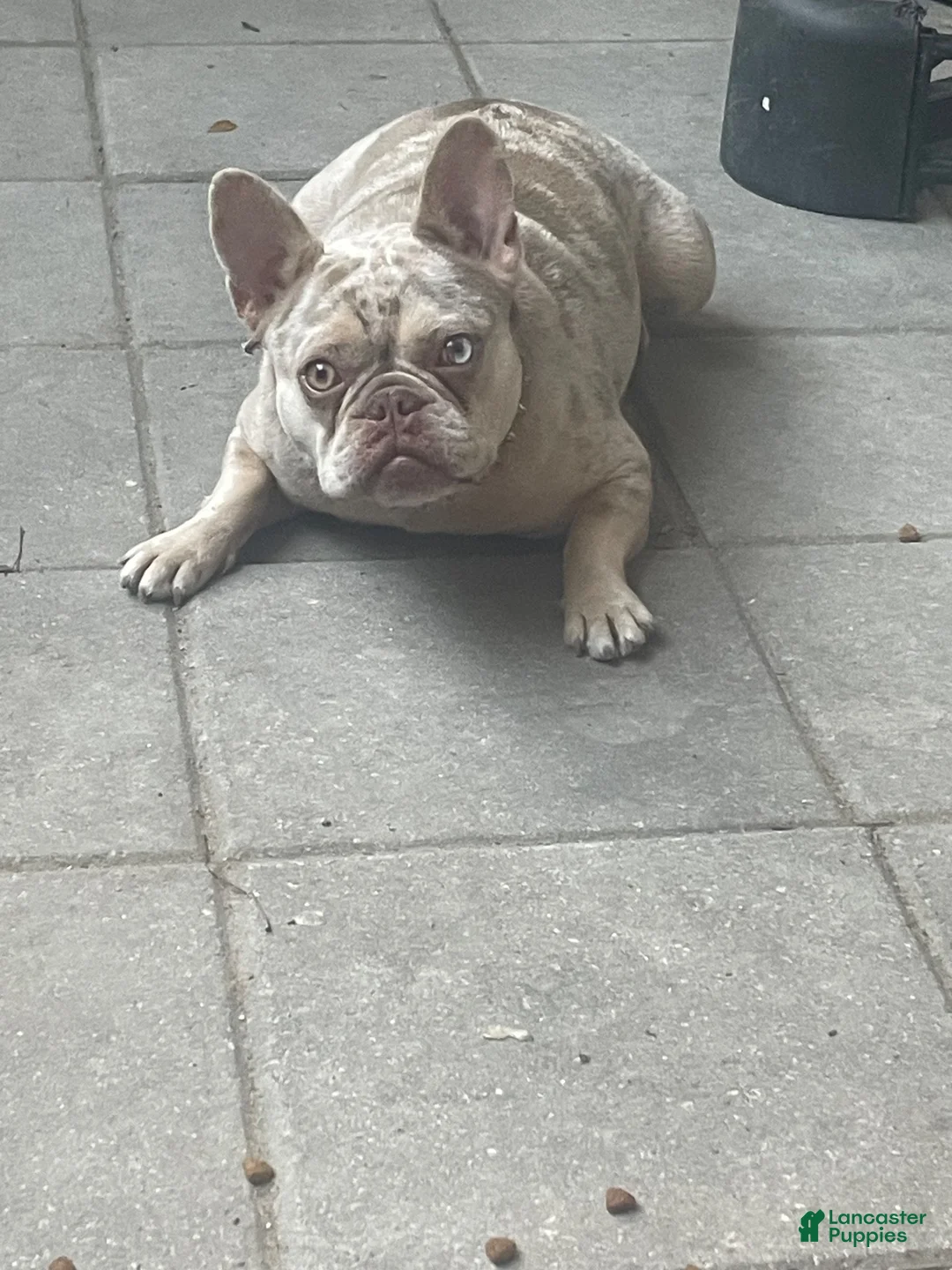 French Bulldog dogs for sale: French Bulldog 1 - Ad 2