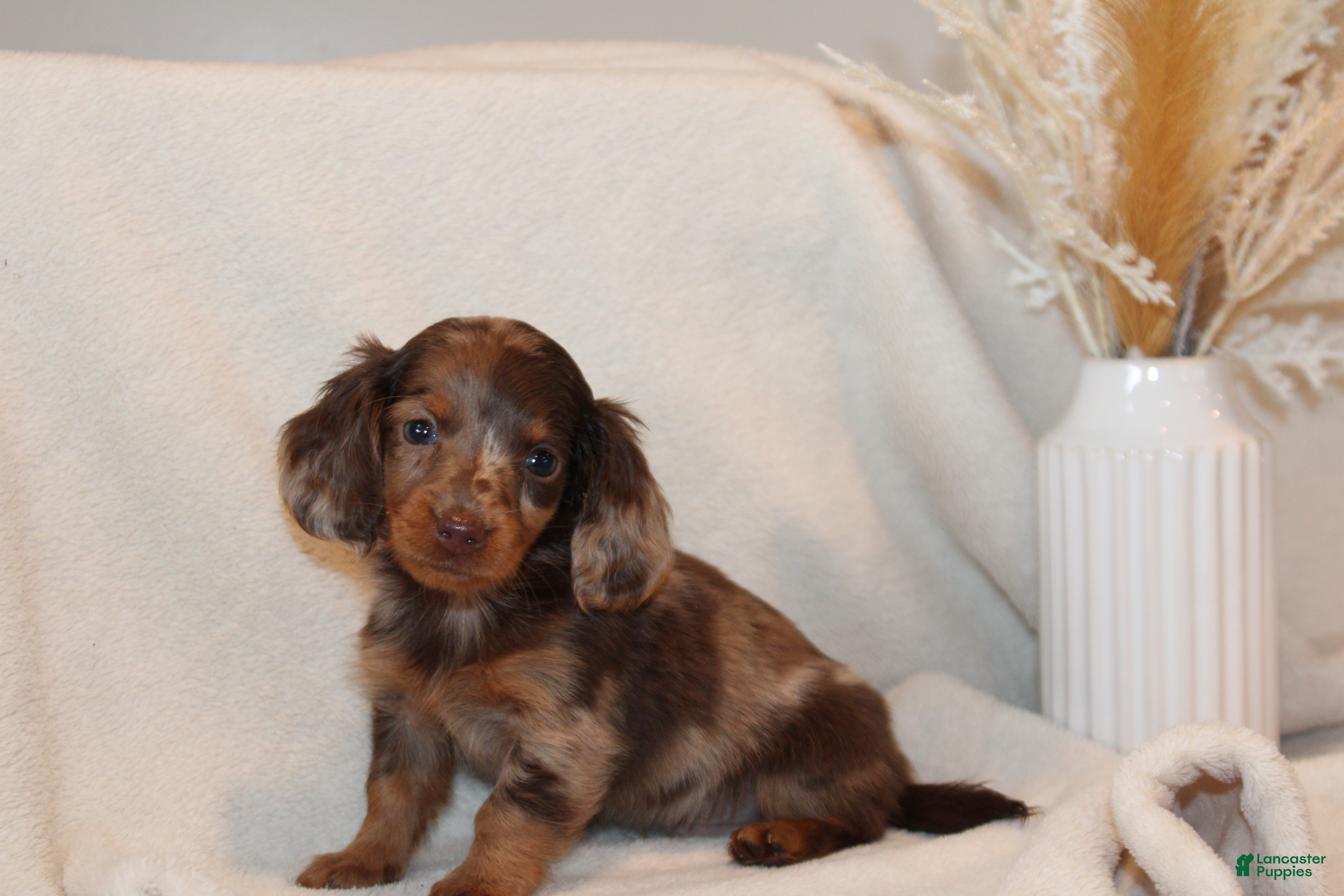 Dachshund Puppies for sale in Hanover, Pennsylvania Lancaster