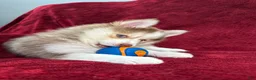Pomsky dogs for sale: Mocha - Ad 5