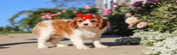 Cavalier King Charles Spaniel dogs for sale: Maggie - Ad 7
