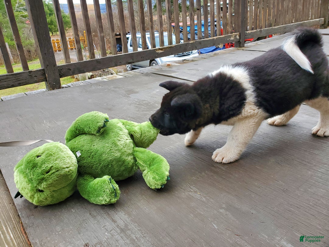 Akita dogs for sale: King - Ad 4