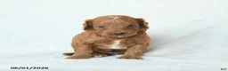 Cavapoo dogs for sale: Hickory - Ad 3