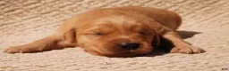 Golden Retriever dogs for sale: Daisy -AKC, Genetically Clear - Ad 87