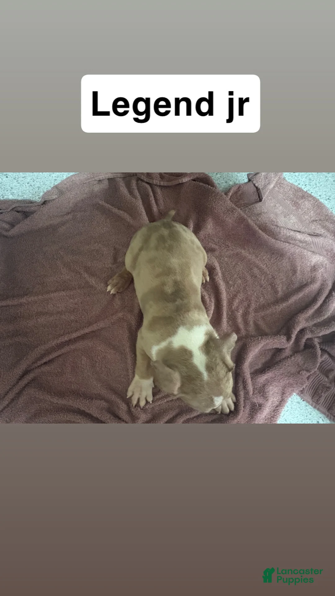 American Bully dogs for sale: American Bully Puppy 1 - Ad 2