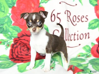 Chihuahua dogs - Ad 25