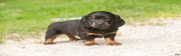 Miniature Dachshund dogs for sale: Adalyn Miniature Dachshund  - Ad 10