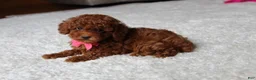 Toy Poodle dogs for sale: Mia - Ad 25