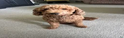 Mini Goldendoodle dogs for sale: Nova - Ad 8