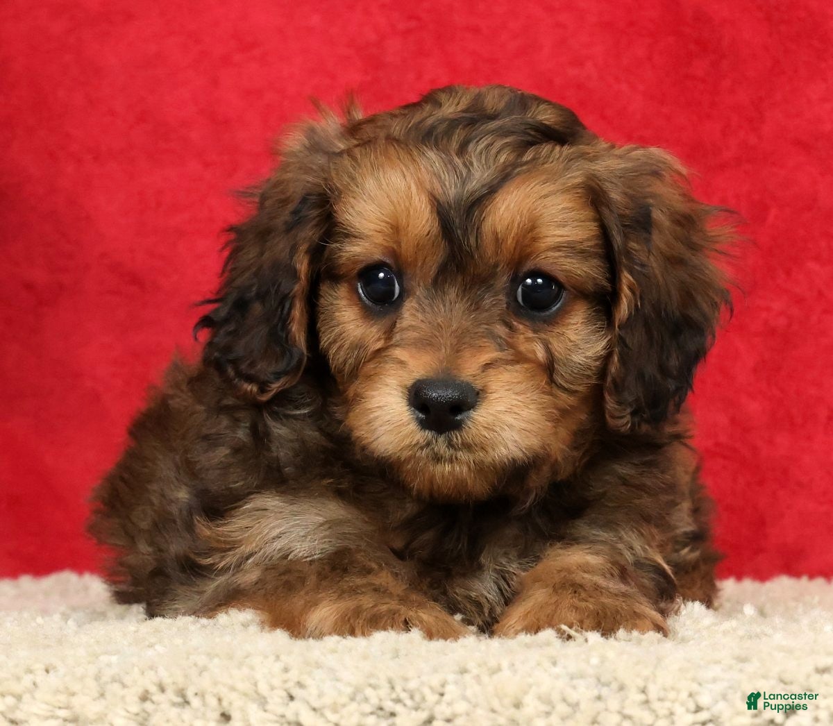 Cavapoo dogs Timmy - Ad 1