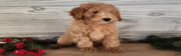 Mini Goldendoodle dogs for sale: Indy - Ad 3