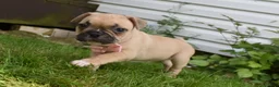 Frug dogs for sale: Lilly  - Ad 2