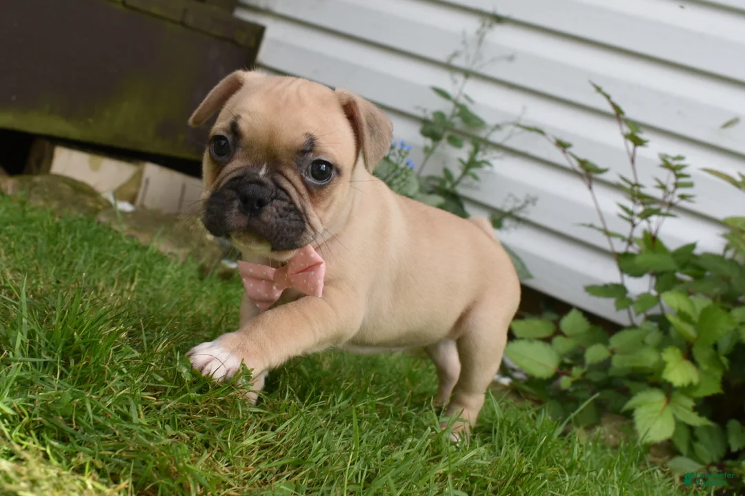 Frug dogs for sale: Lilly  - Ad 2