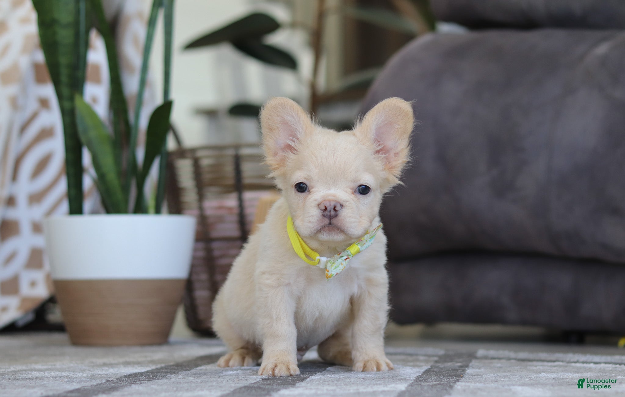 French Bulldog dogs Chip - Ad 2